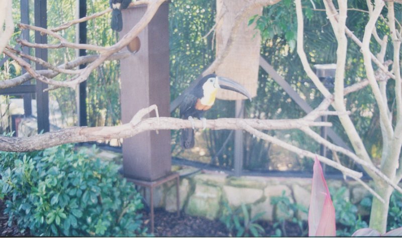 005-Pretty birds.jpg